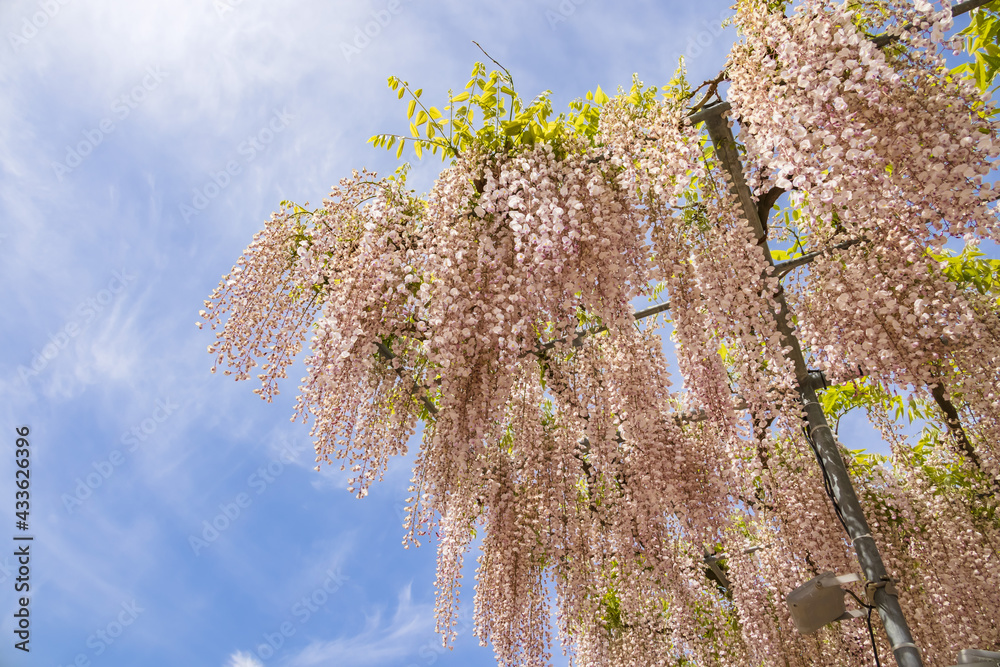 色が綺麗な瑞々しいフジの花