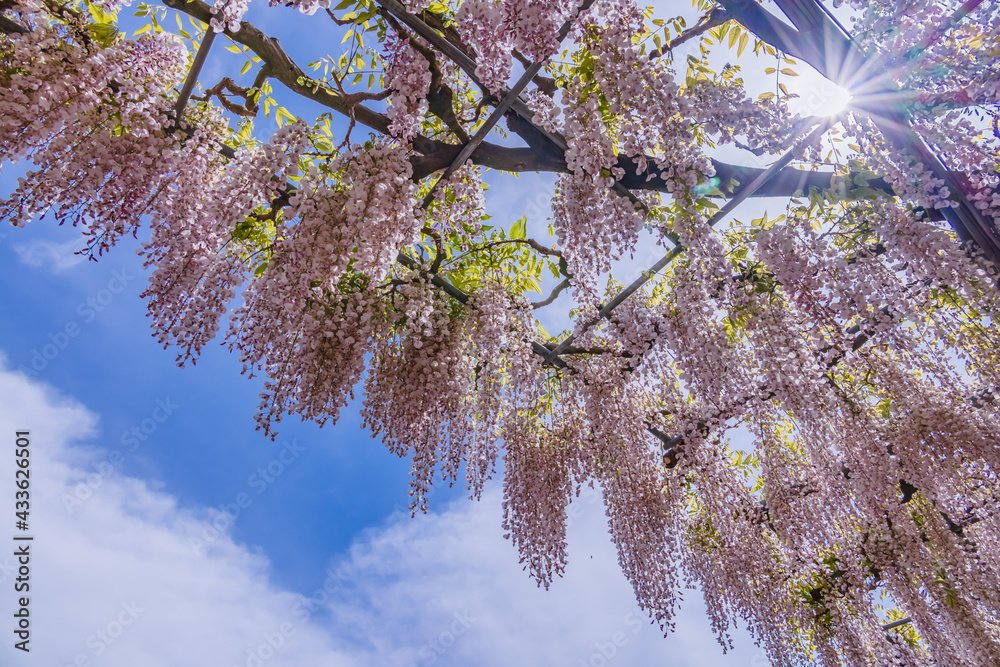 色が綺麗な瑞々しいフジの花