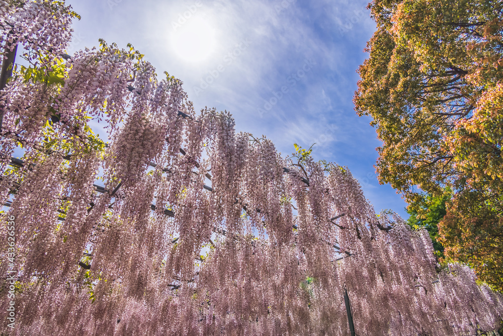 色が綺麗な瑞々しいフジの花