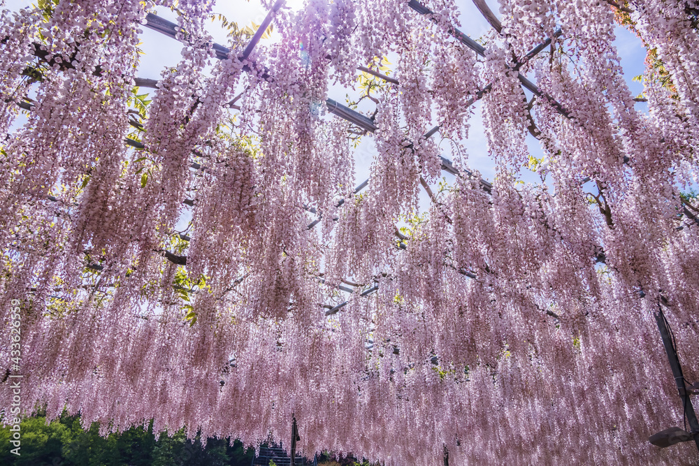 色が綺麗な瑞々しいフジの花