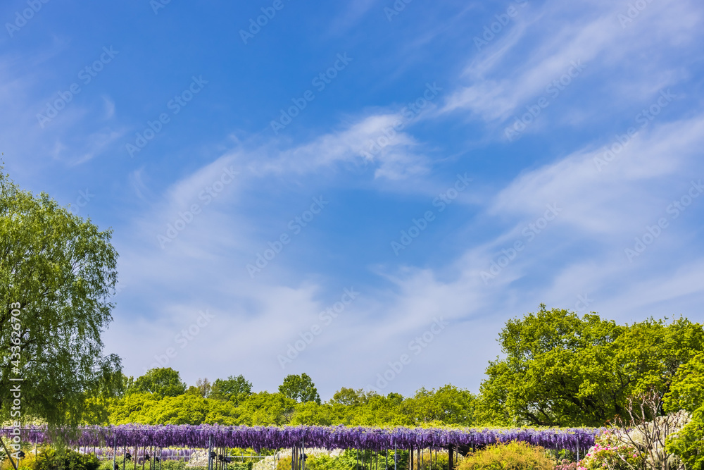 色が綺麗な瑞々しいフジの花