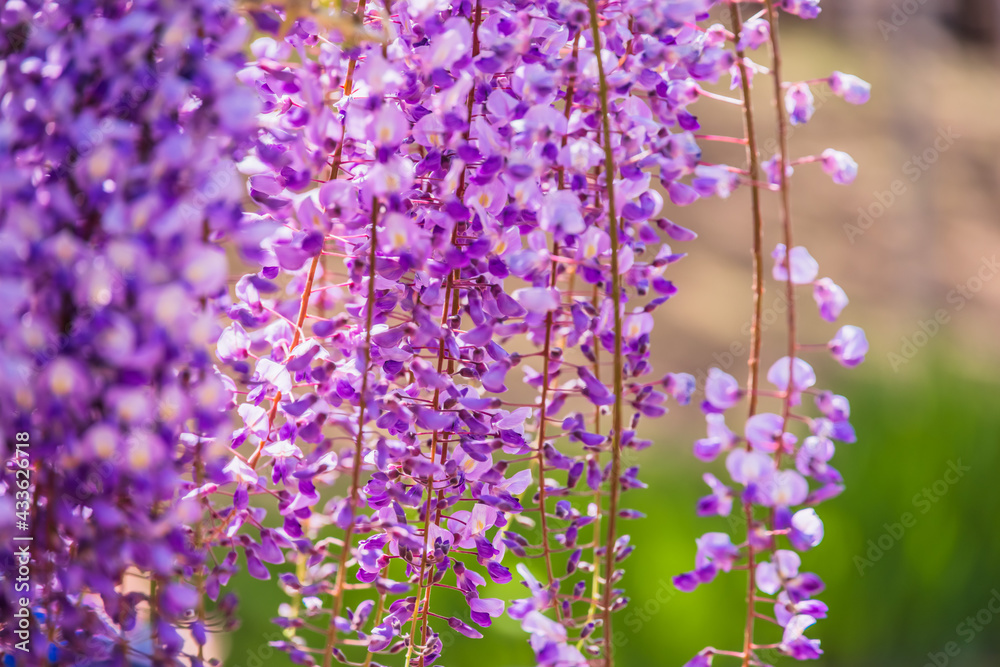 色が綺麗な瑞々しいフジの花