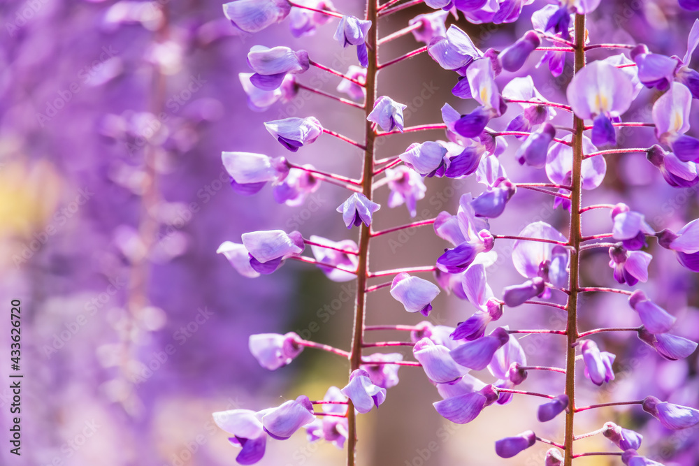 色が綺麗な瑞々しいフジの花