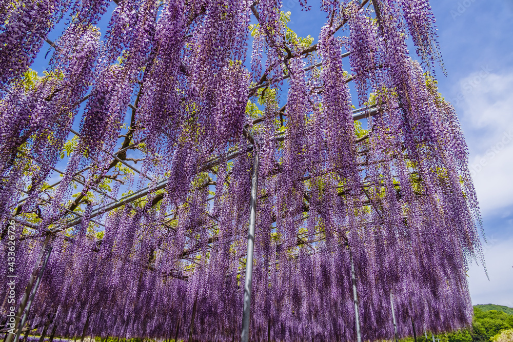 色が綺麗な瑞々しいフジの花