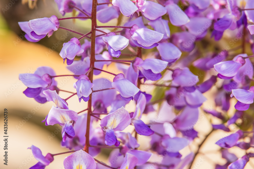 色が綺麗な瑞々しいフジの花