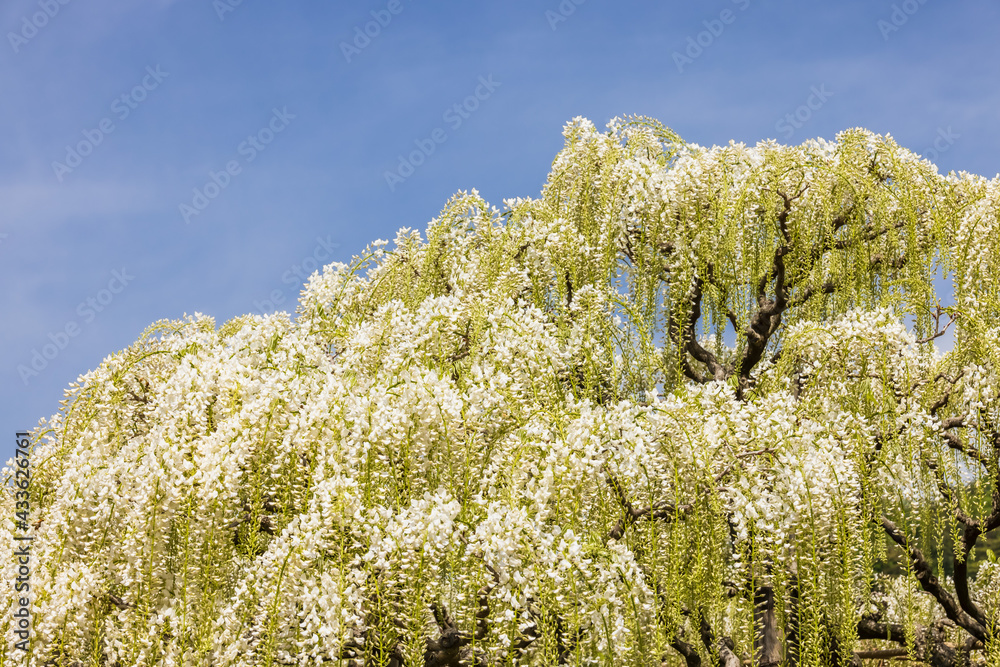 色が綺麗な瑞々しいフジの花