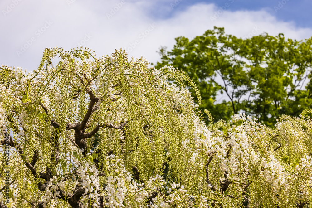 色が綺麗な瑞々しいフジの花