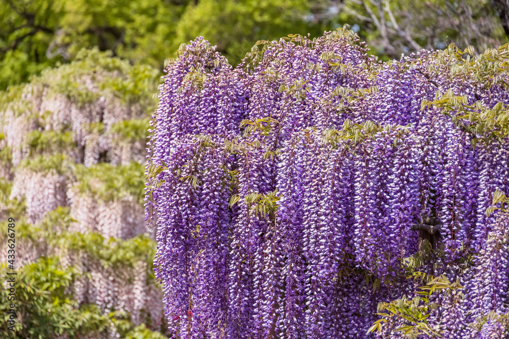 色が綺麗な瑞々しいフジの花