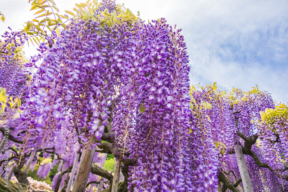 色が綺麗な瑞々しいフジの花