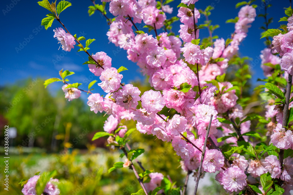 Blossoming flowering almond tree in the summer garden