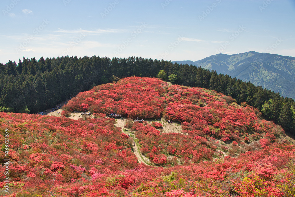 奈良県　葛城山の満開のつつじ