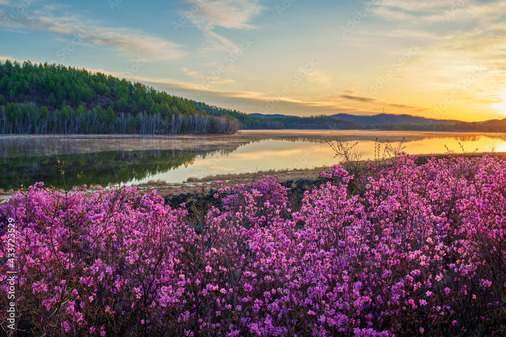 The azalea is full bloom in the lakeside sunrise.