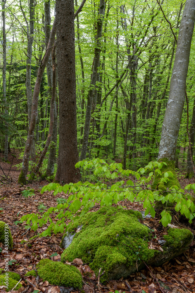 Sous-bois dune forêt dans les Alpes en Savoie au printemps