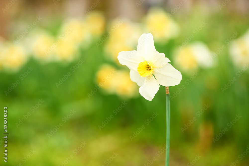 花园里美丽的水仙花，特写