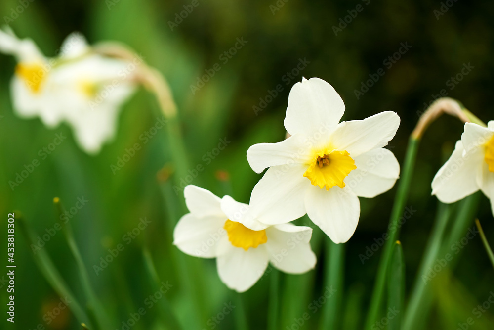 花园里美丽的水仙花，特写