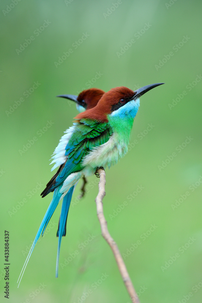 Merops viridis (blue-throated bee-eater) lovely green and blue with red head to back happily perchin