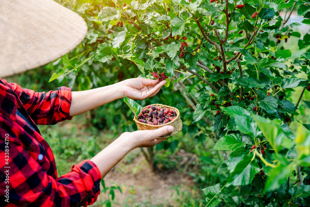 Close-up agriculture or farmers harvest fresh mulberry, black ripe and red unripe mulberries on the 