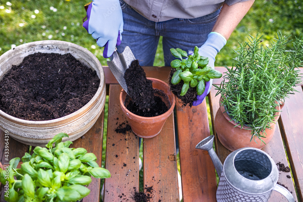 Planting basil herb into flowerpot on table in garden. Woman with shovel is putting soil in terracot