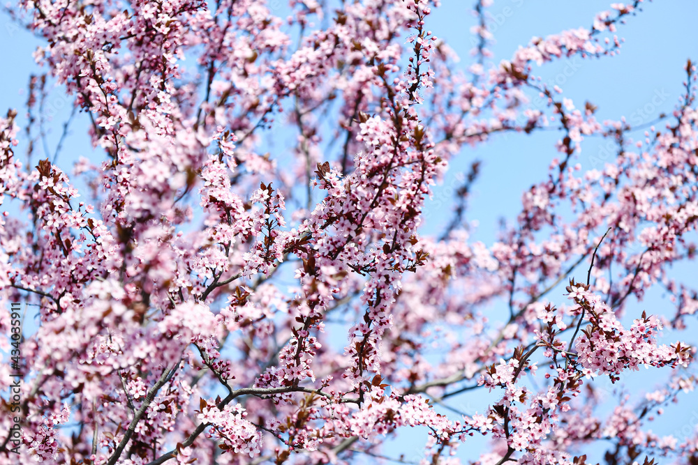 Beautiful blossoming tree branches on sky background