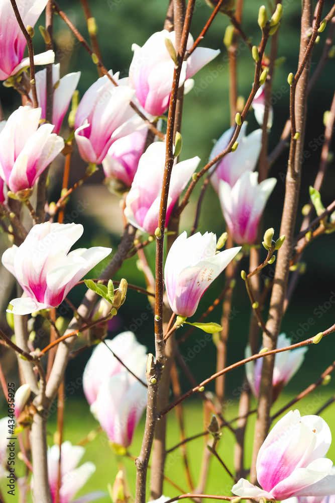 Blooming magnolia flowers outdoors, closeup