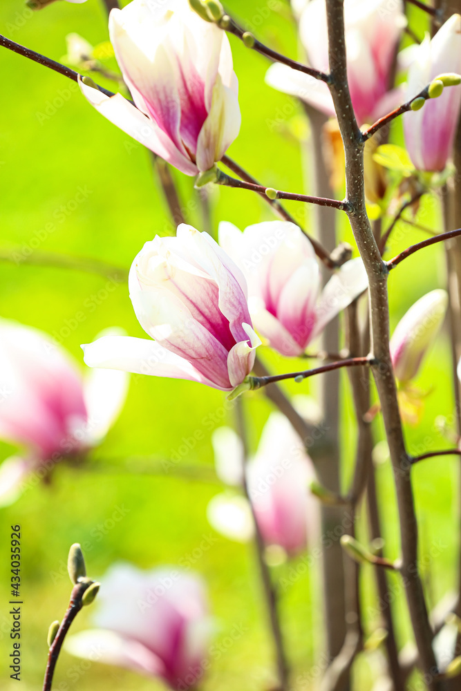 Blooming magnolia flowers outdoors, closeup