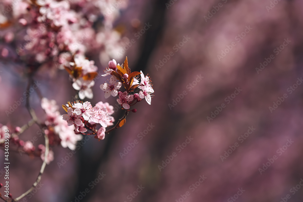 Beautiful blossoming tree branches outdoors, closeup