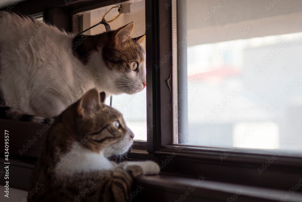 猫仔细地看着外面飞的鸟。特写猫的面部表情。