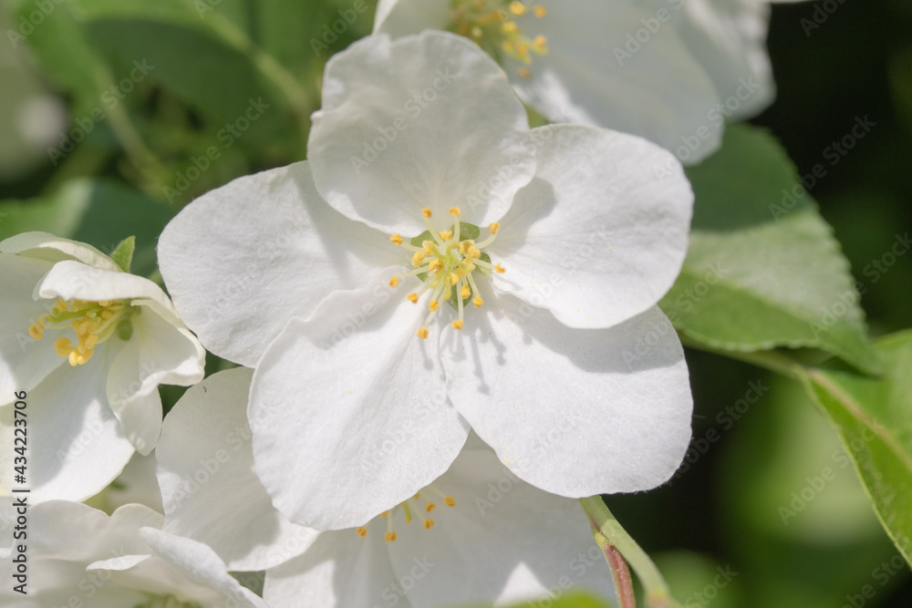 spring white flowers apple tree close up