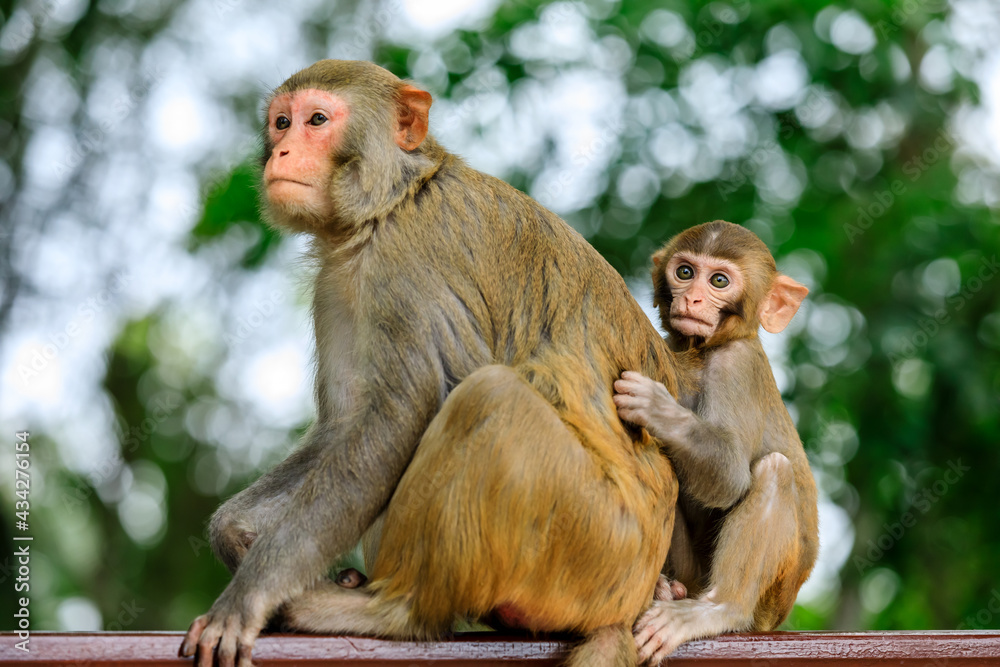 Cute little monkey by mothers side.