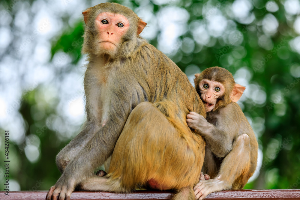 Cute little monkey by mothers side.