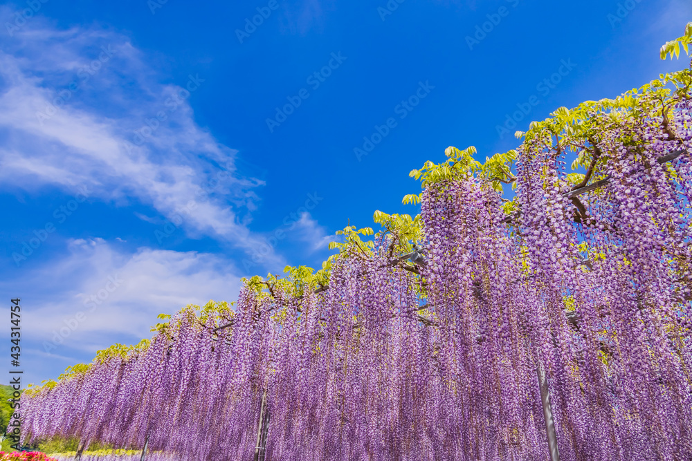 色が綺麗な瑞々しいフジの花