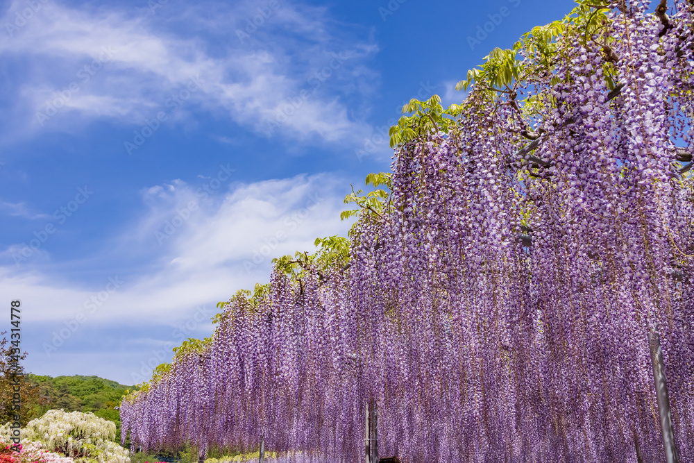 色が綺麗な瑞々しいフジの花