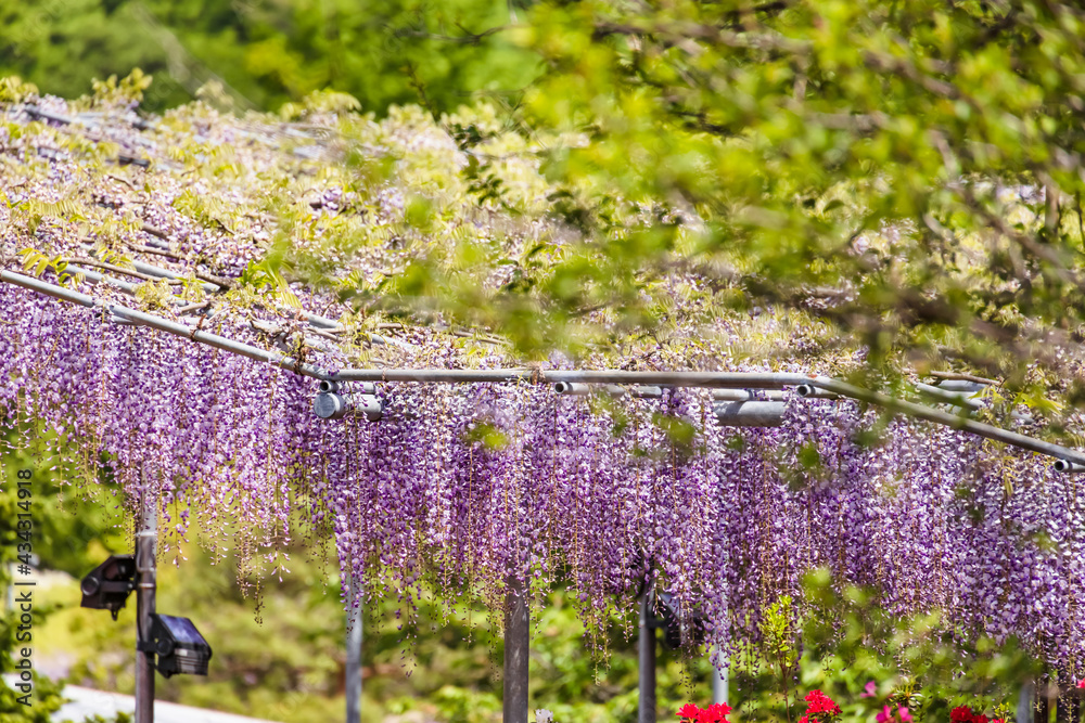 色が綺麗な瑞々しいフジの花