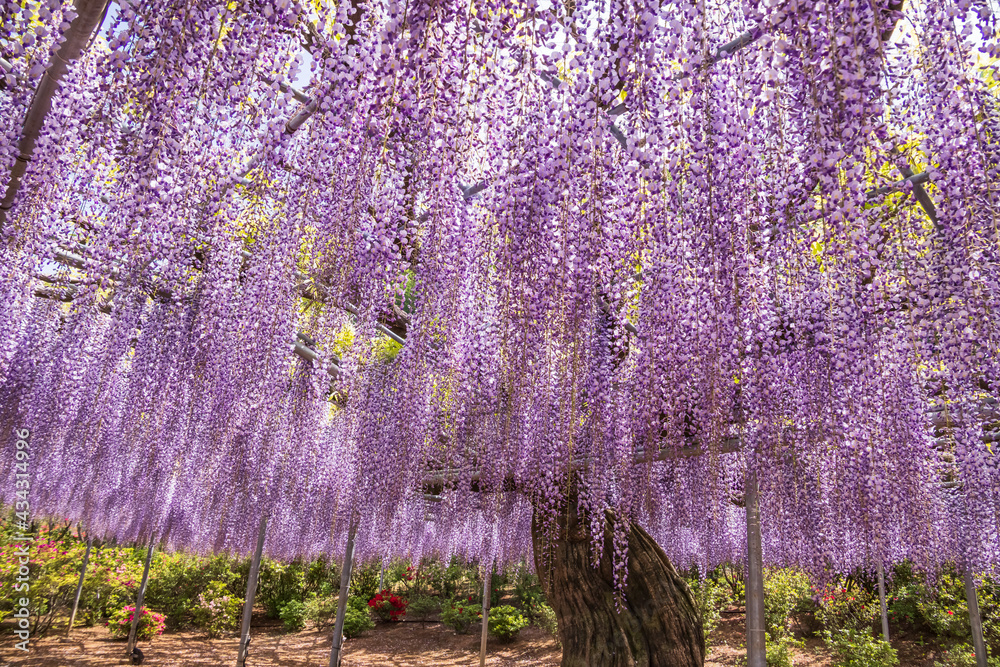 色が綺麗な瑞々しいフジの花