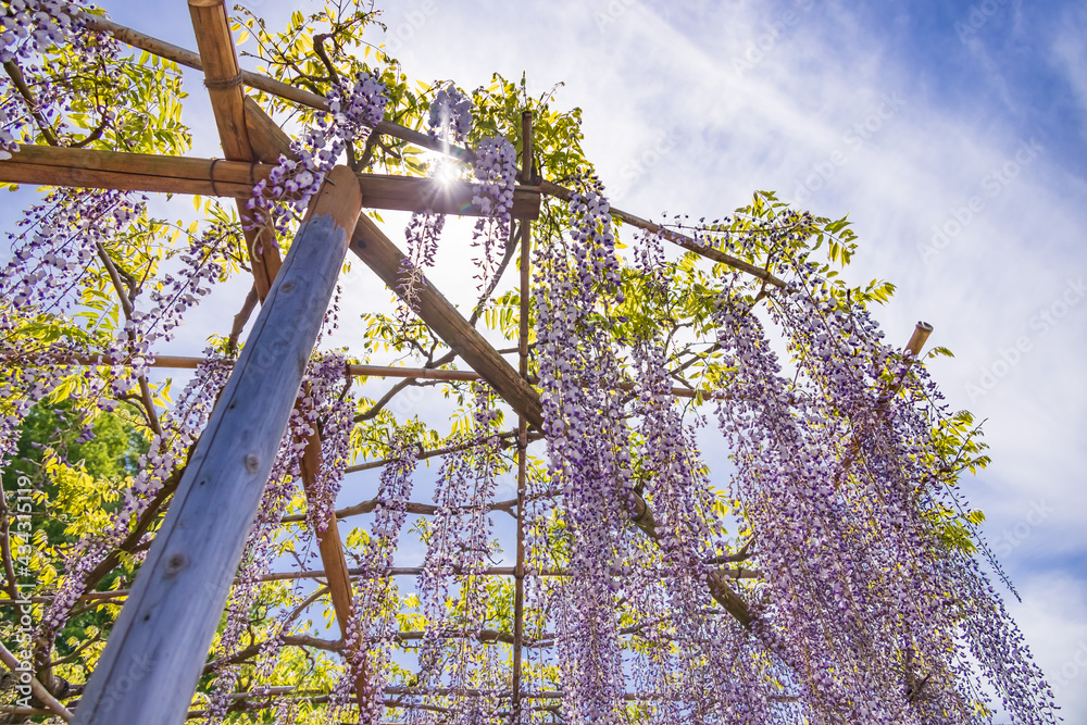 色が綺麗な瑞々しいフジの花