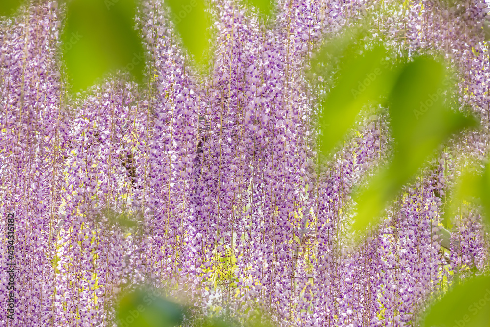 色が綺麗な瑞々しいフジの花