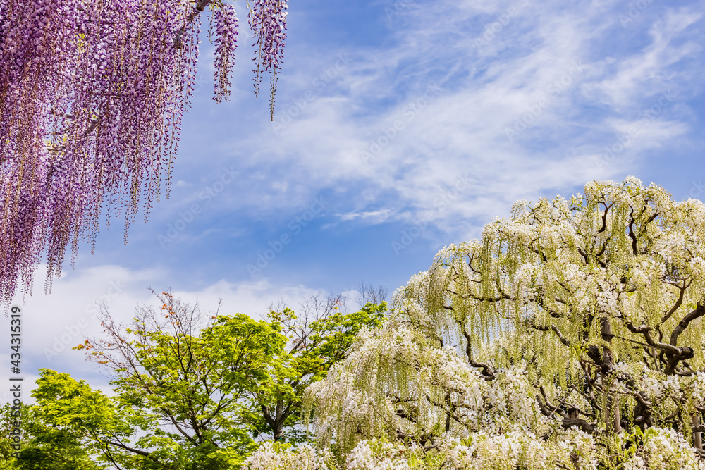 色が綺麗な瑞々しいフジの花