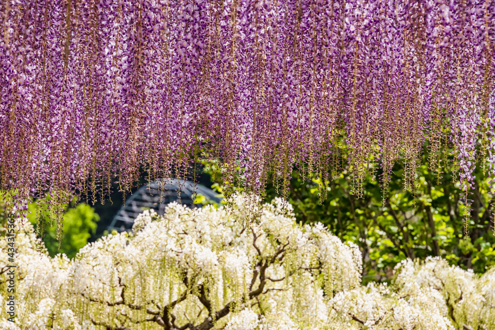 色が綺麗な瑞々しいフジの花