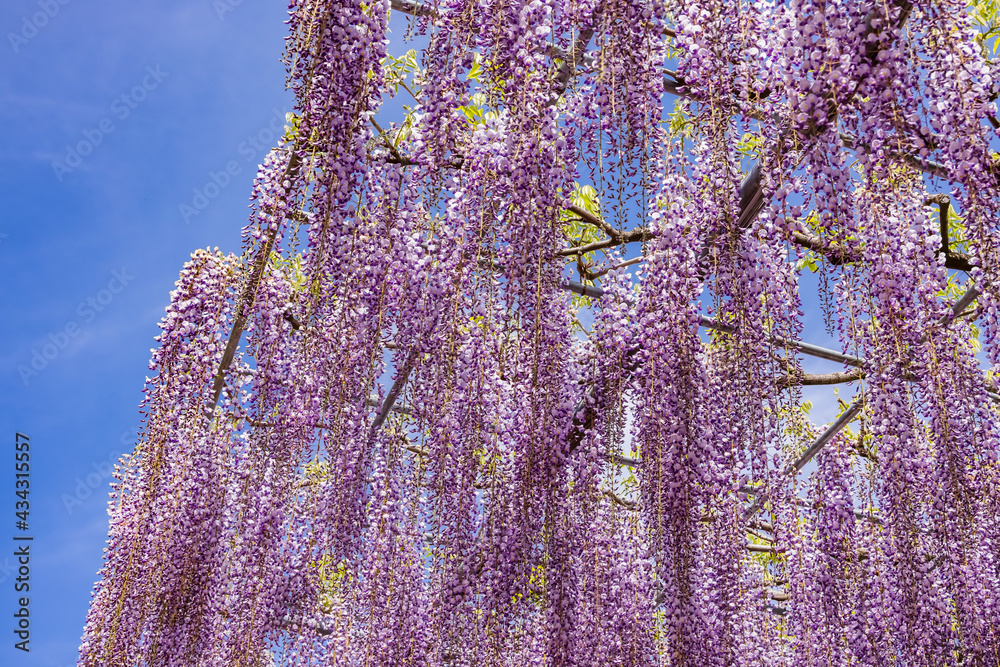 色が綺麗な瑞々しいフジの花