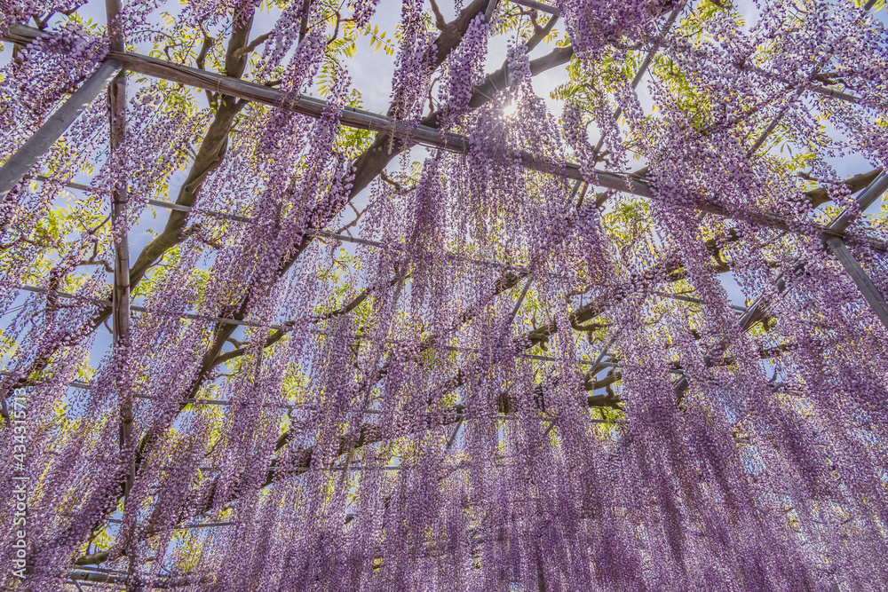 色が綺麗な瑞々しいフジの花