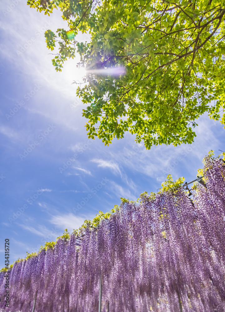 色が綺麗な瑞々しいフジの花