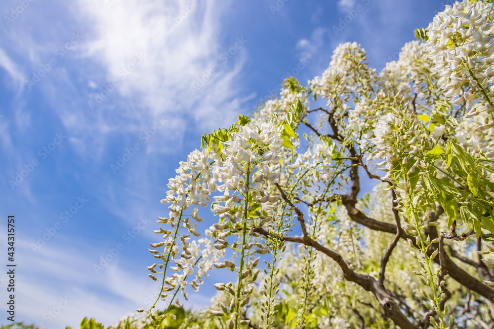 色が綺麗な瑞々しいフジの花