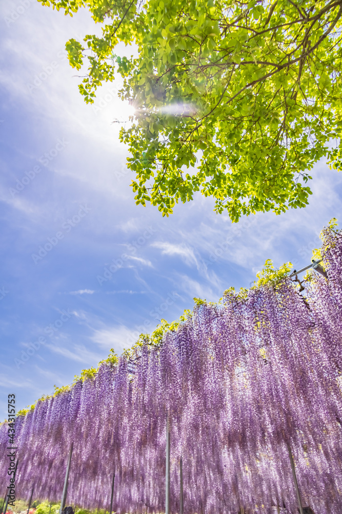 色が綺麗な瑞々しいフジの花