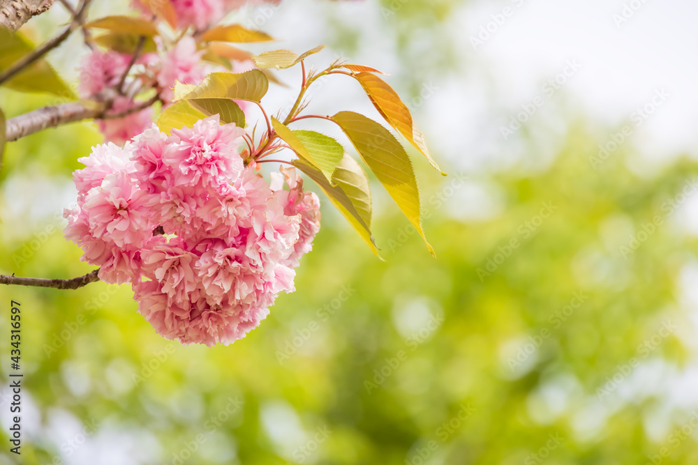 ピンク色の花びらが綺麗な満開の桜