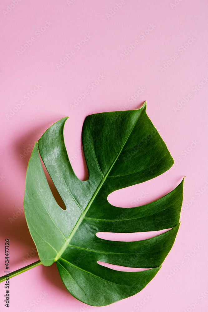 Tropical leaf on pink background