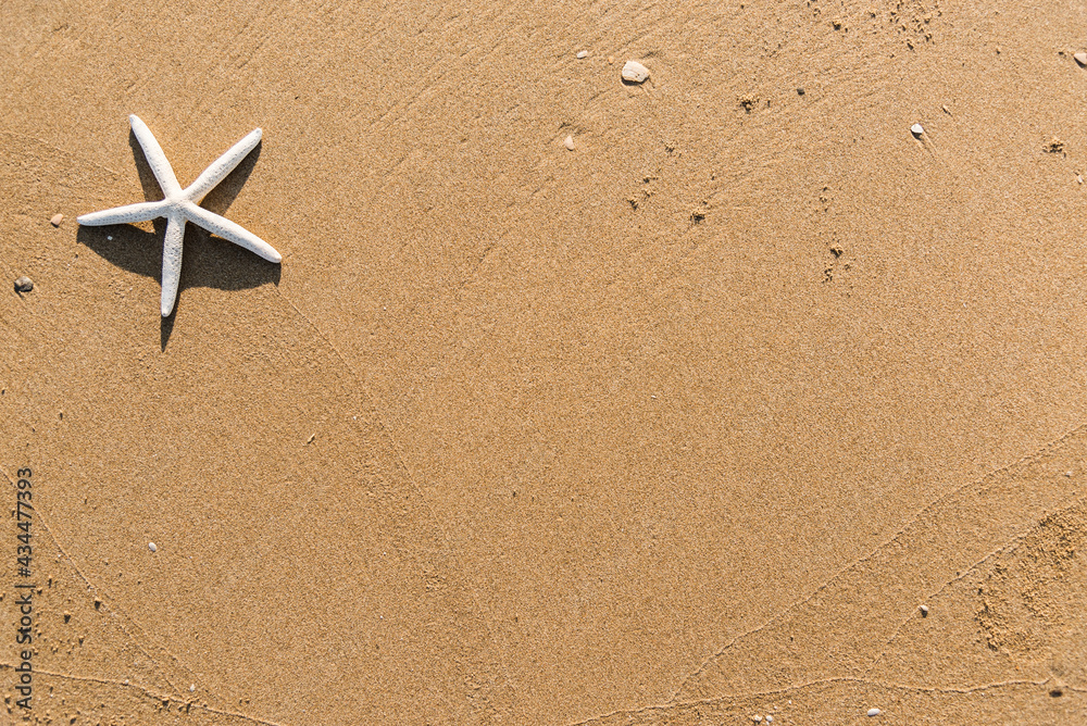 Dried starfish on the beach background