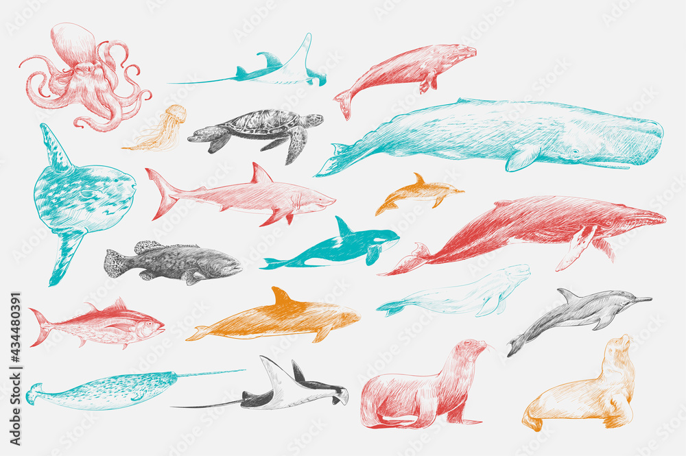 Illustration drawing style of marine life collection