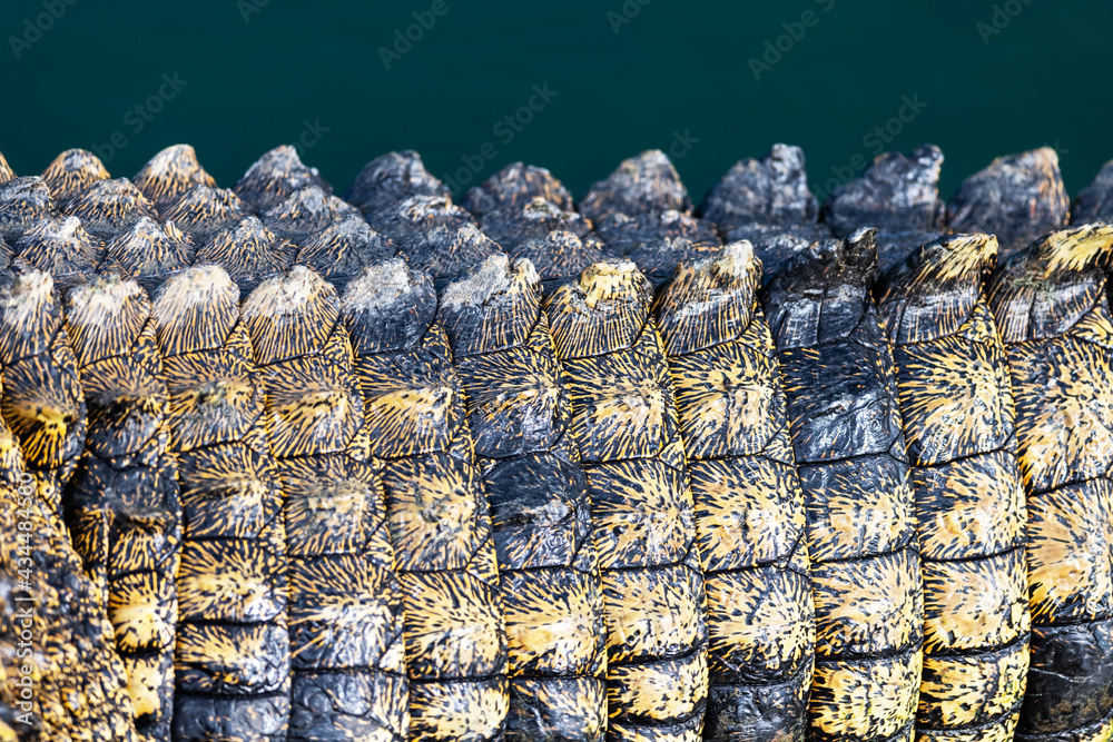 Closeup of crocodile skin texture