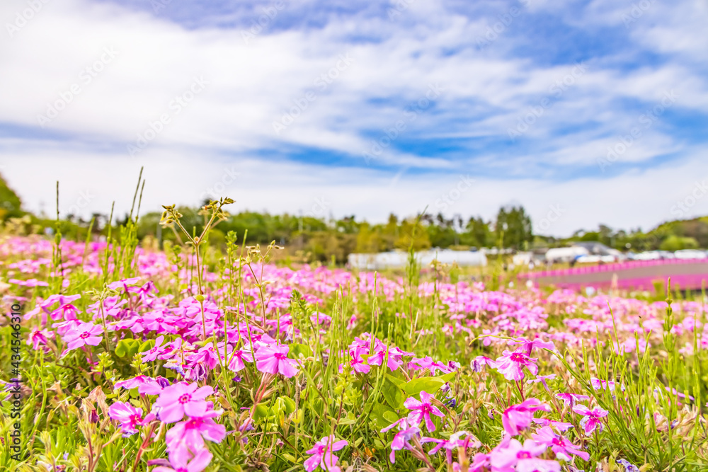 カラフルで綺麗な瑞々しい芝桜