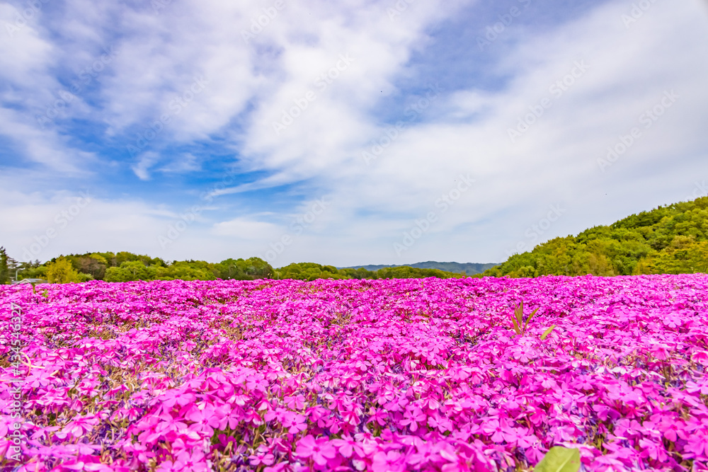 カラフルで綺麗な瑞々しい芝桜